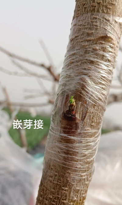 桃树嫁接方法