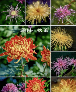 小众送妈妈的花有哪些花