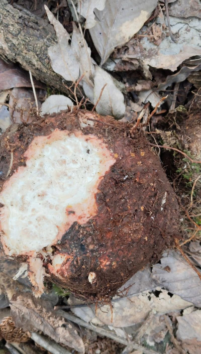 小众送妈妈的花有哪些花