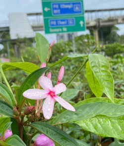 小众送妈妈的花有哪些花