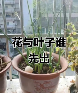 小众送妈妈的花有哪些花