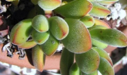 小众送妈妈的花有哪些花