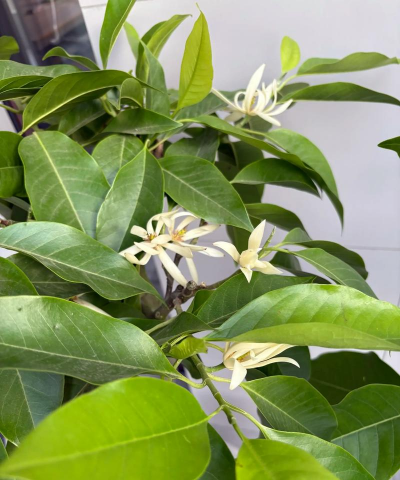 小众送妈妈的花有哪些花