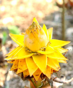 小众送妈妈的花有哪些花