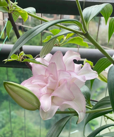 小众送妈妈的花有哪些花