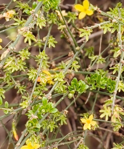 小众送妈妈的花有哪些花