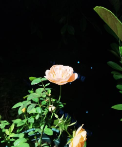 小众送妈妈的花有哪些花