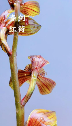 小众送妈妈的花有哪些花