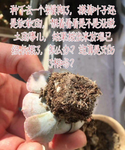 小众送妈妈的花有哪些花