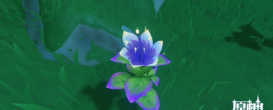 小众送妈妈的花有哪些花