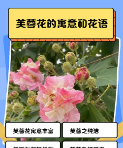 小众送妈妈的花有哪些花