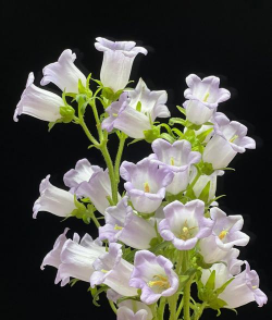 小众送妈妈的花有哪些花