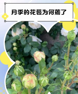 小众送妈妈的花有哪些花