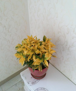 小众送妈妈的花有哪些花