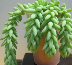 小众送妈妈的花有哪些花