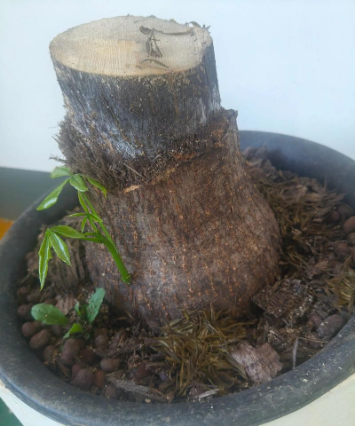 小众送妈妈的花有哪些花