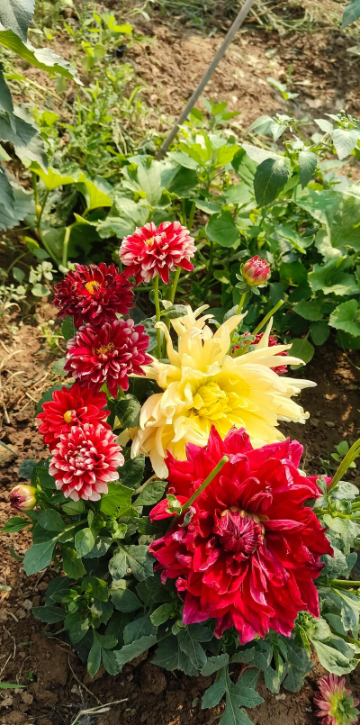 小众送妈妈的花有哪些花