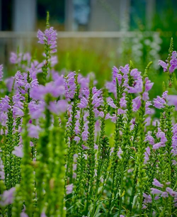 小众送妈妈的花有哪些花