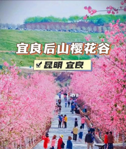 宜良樱花谷什么时候开花