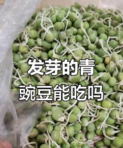豌豆发芽了还能吃吗