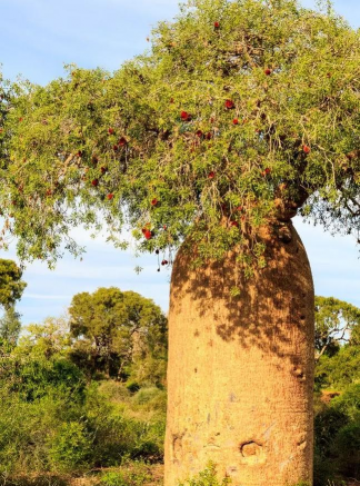 小众送妈妈的花有哪些花