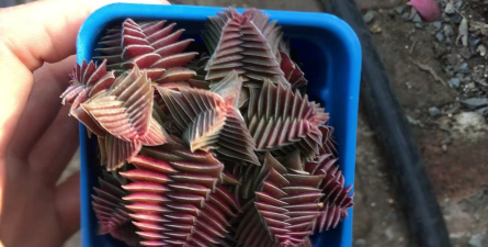 小众送妈妈的花有哪些花