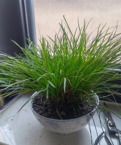 小众送妈妈的花有哪些花