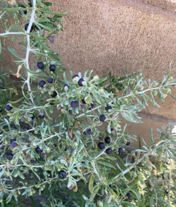 小众送妈妈的花有哪些花