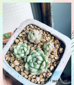 小众送妈妈的花有哪些花