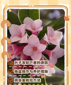 小众送妈妈的花有哪些花