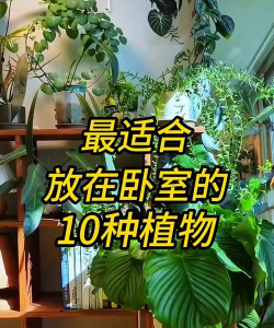 小众送妈妈的花有哪些花