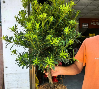 小众送妈妈的花有哪些花