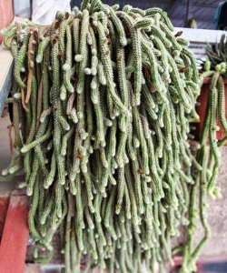 小众送妈妈的花有哪些花