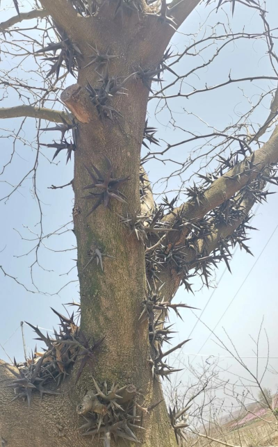 小众送妈妈的花有哪些花