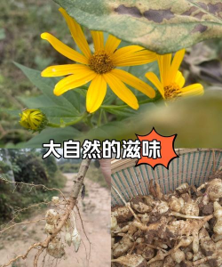 洋姜什么时候摘顶