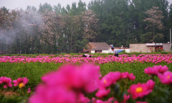小众送妈妈的花有哪些花