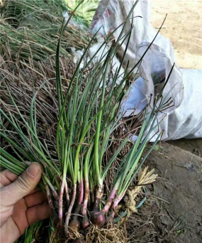 小众送妈妈的花有哪些花