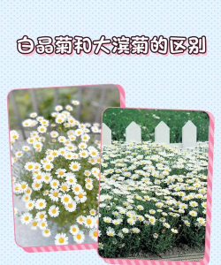 白晶菊和大滨菊的区别