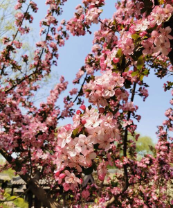 玉渊潭花有哪些