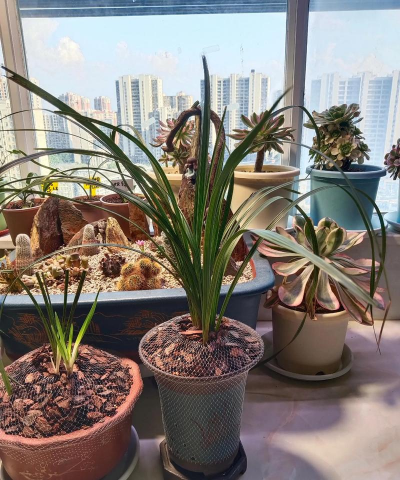 小众送妈妈的花有哪些花