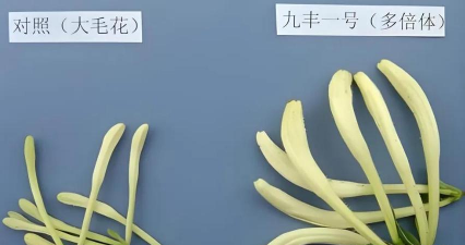 小众送妈妈的花有哪些花