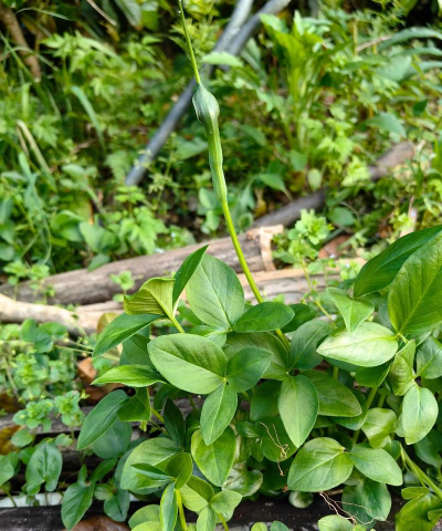 植物的样子叫什么