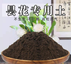 小众送妈妈的花有哪些花