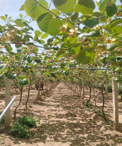 猕猴桃种植与前景怎么样