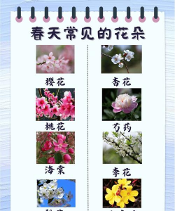春天有哪些 花