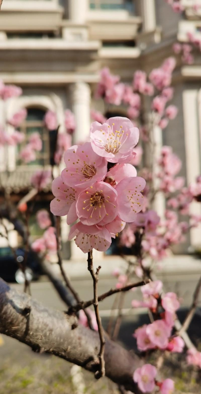 杏花的分布是什么