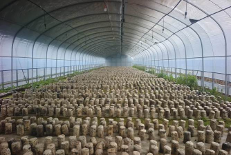 小众送妈妈的花有哪些花