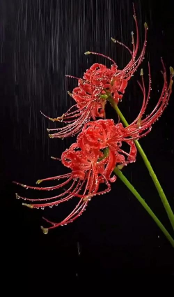 小众送妈妈的花有哪些花