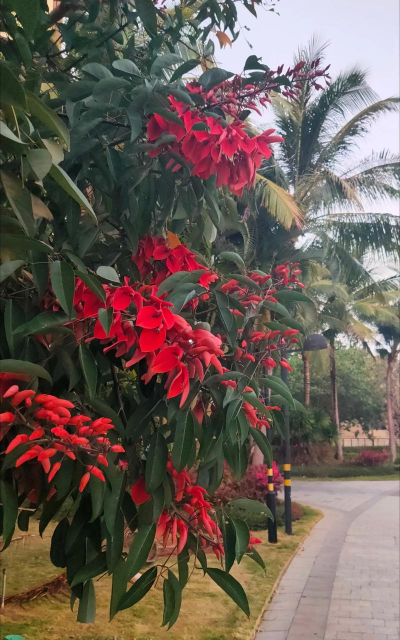 小众送妈妈的花有哪些花