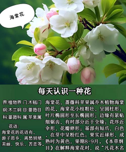 小众送妈妈的花有哪些花